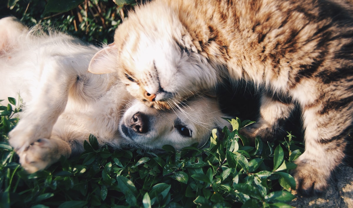 Animals